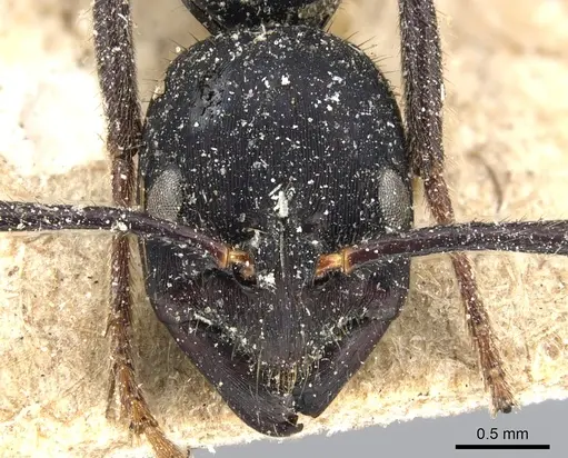 Leptogenys purpurea - CASENT0903956