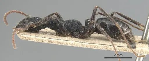 Leptogenys purpurea - CASENT0903956