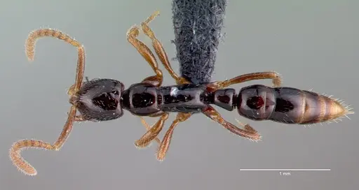 Leptogenys pusilla specimen