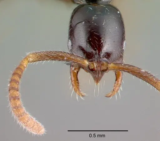 Leptogenys pusilla specimen