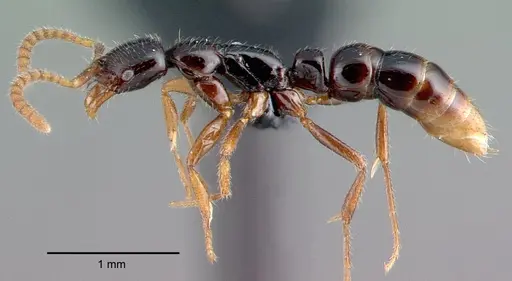 Leptogenys pusilla specimen