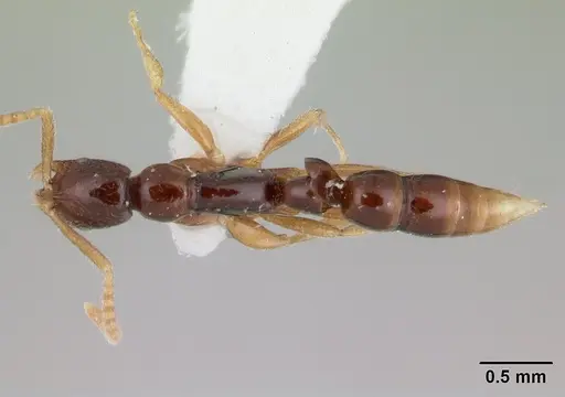 Leptogenys pusilla - CASENT0178820
