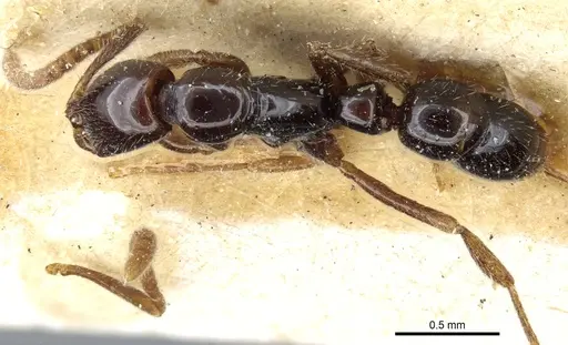 Leptogenys pusilla - CASENT0903965