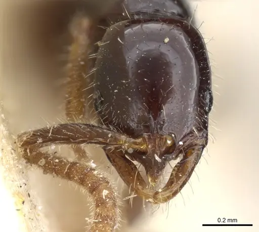 Leptogenys pusilla - CASENT0903965