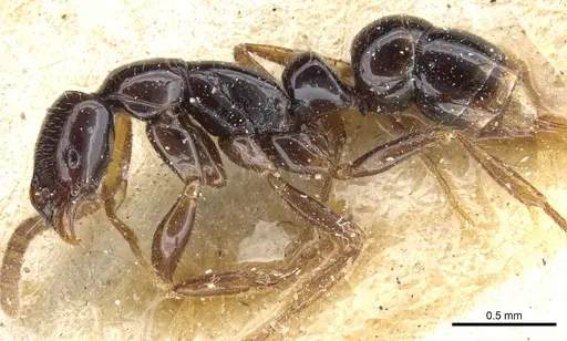 Leptogenys pusilla - CASENT0903965