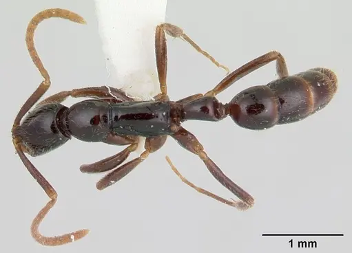 Leptogenys quadrata specimen