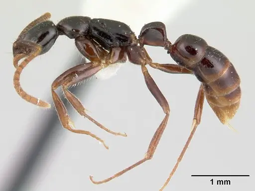 Leptogenys quadrata specimen