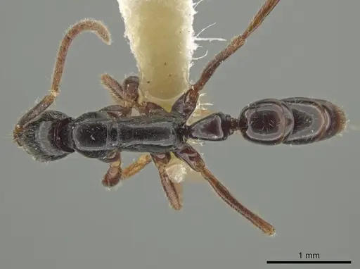 Leptogenys quadrata - INBIOCRI001279747