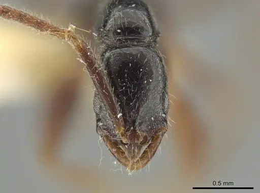 Leptogenys quadrata - INBIOCRI001279747