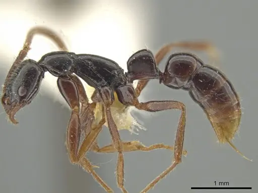 Leptogenys quadrata - INBIOCRI001279747