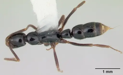 Leptogenys quiriguana specimen