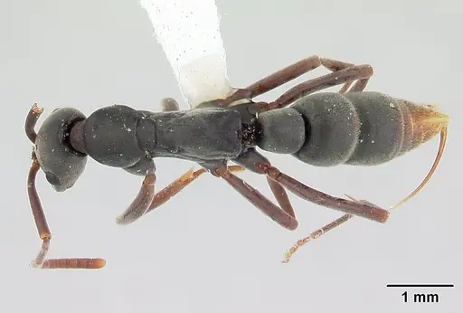 Leptogenys quirozi specimen