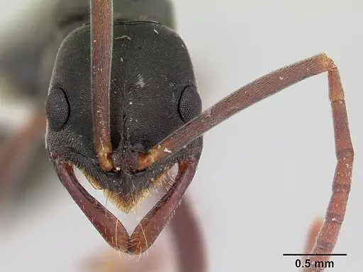 Leptogenys quirozi specimen