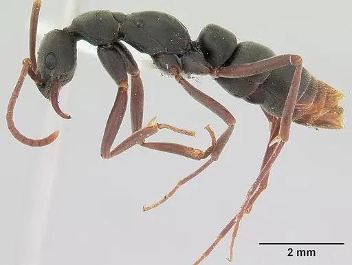 Leptogenys quirozi specimen
