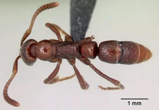 Leptogenys rabebe specimen