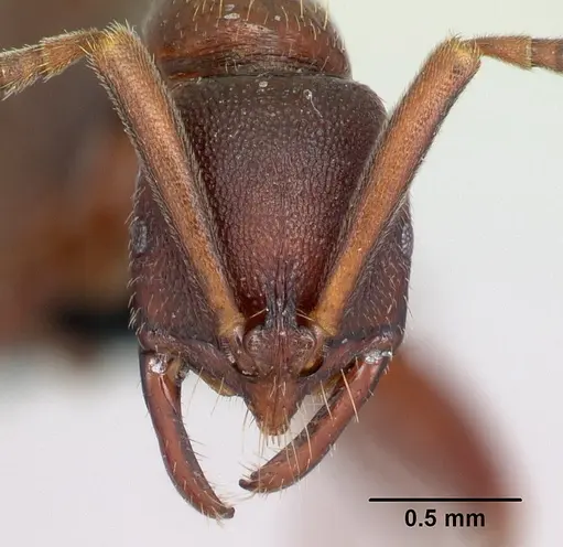 Leptogenys rabebe specimen