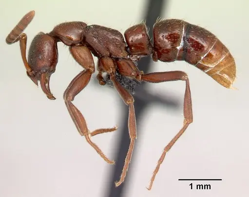 Leptogenys rabebe specimen