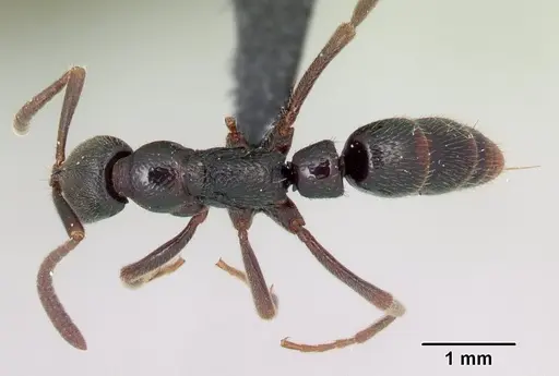 Leptogenys rabebe - CASENT0163120