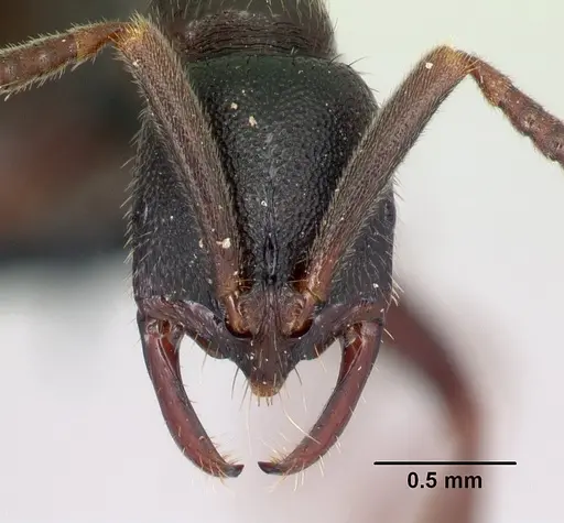 Leptogenys rabebe - CASENT0163120