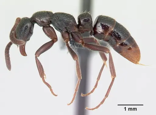 Leptogenys rabebe - CASENT0163120