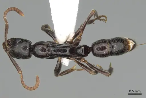 Leptogenys rabesoni specimen