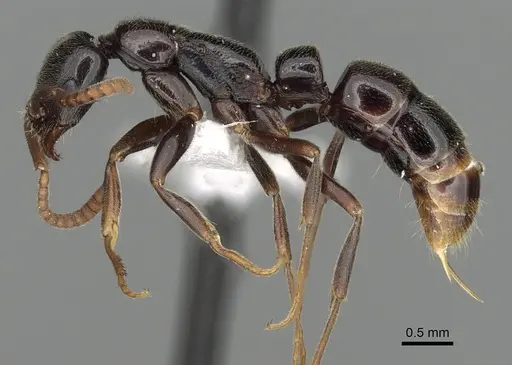 Leptogenys rabesoni specimen