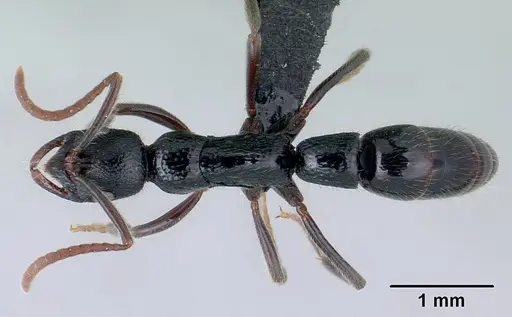 Leptogenys ralipra specimen