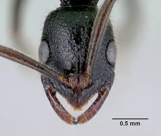 Leptogenys ralipra specimen