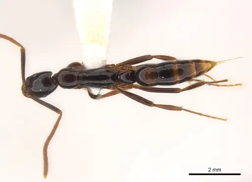 Leptogenys ravida specimen