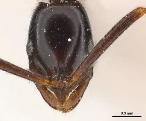 Leptogenys ravida specimen