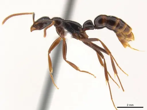 Leptogenys ravida specimen