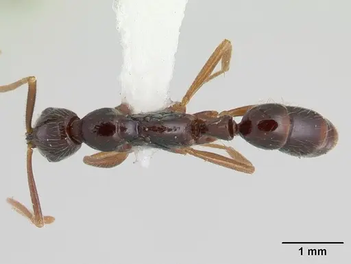 Leptogenys regis specimen