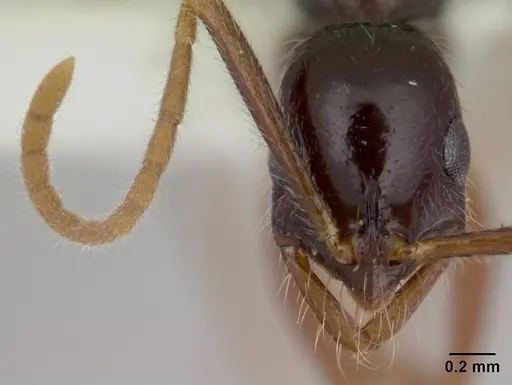 Leptogenys regis specimen