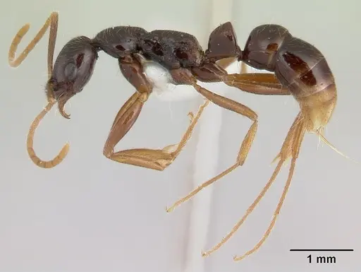 Leptogenys regis specimen