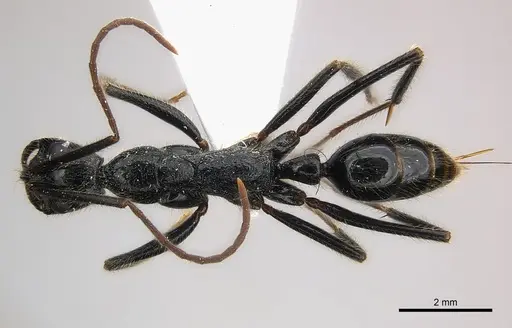 Leptogenys regis - CASENT0217120