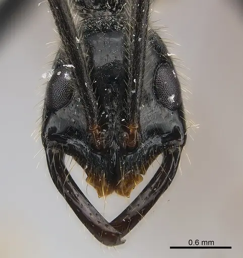 Leptogenys regis - CASENT0217120