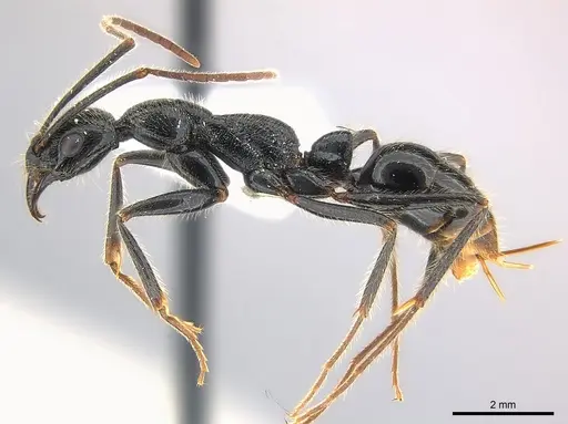 Leptogenys regis - CASENT0217120