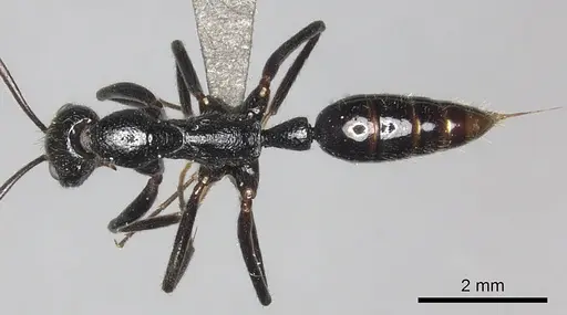 Leptogenys regis - CASENT0235507