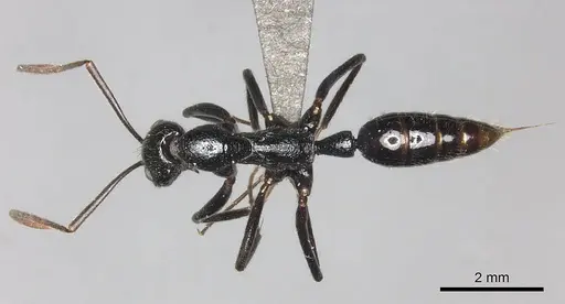 Leptogenys regis - CASENT0235507