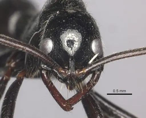 Leptogenys regis - CASENT0235507