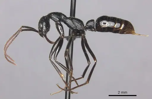 Leptogenys regis - CASENT0235507