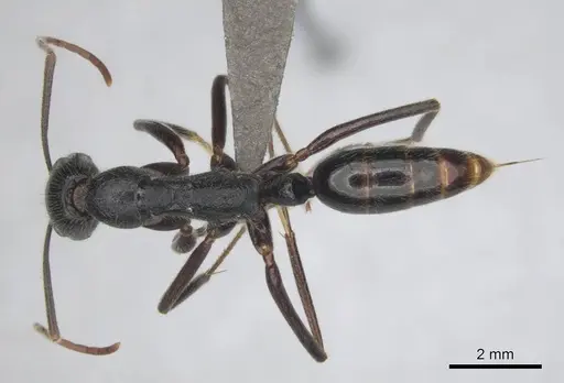 Leptogenys regis - CASENT0250467