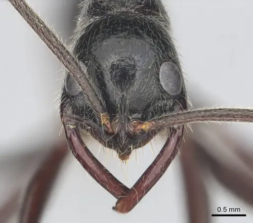 Leptogenys regis - CASENT0250467