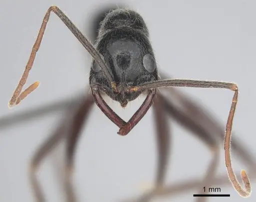 Leptogenys regis - CASENT0250467