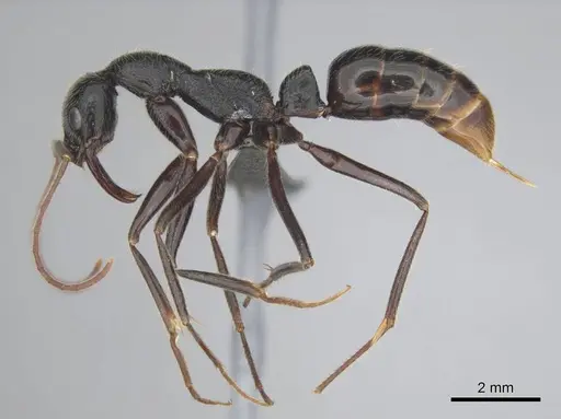 Leptogenys regis - CASENT0250467