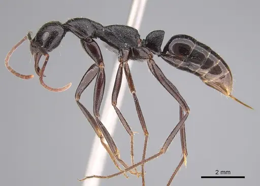 Leptogenys regis - CASENT0250472