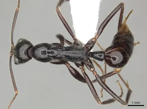 Leptogenys regis - CASENT0270570