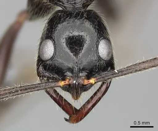 Leptogenys regis - CASENT0270570