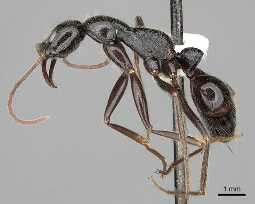 Leptogenys regis - CASENT0270570