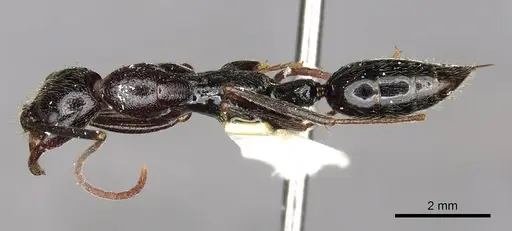 Leptogenys regis - CASENT0902596